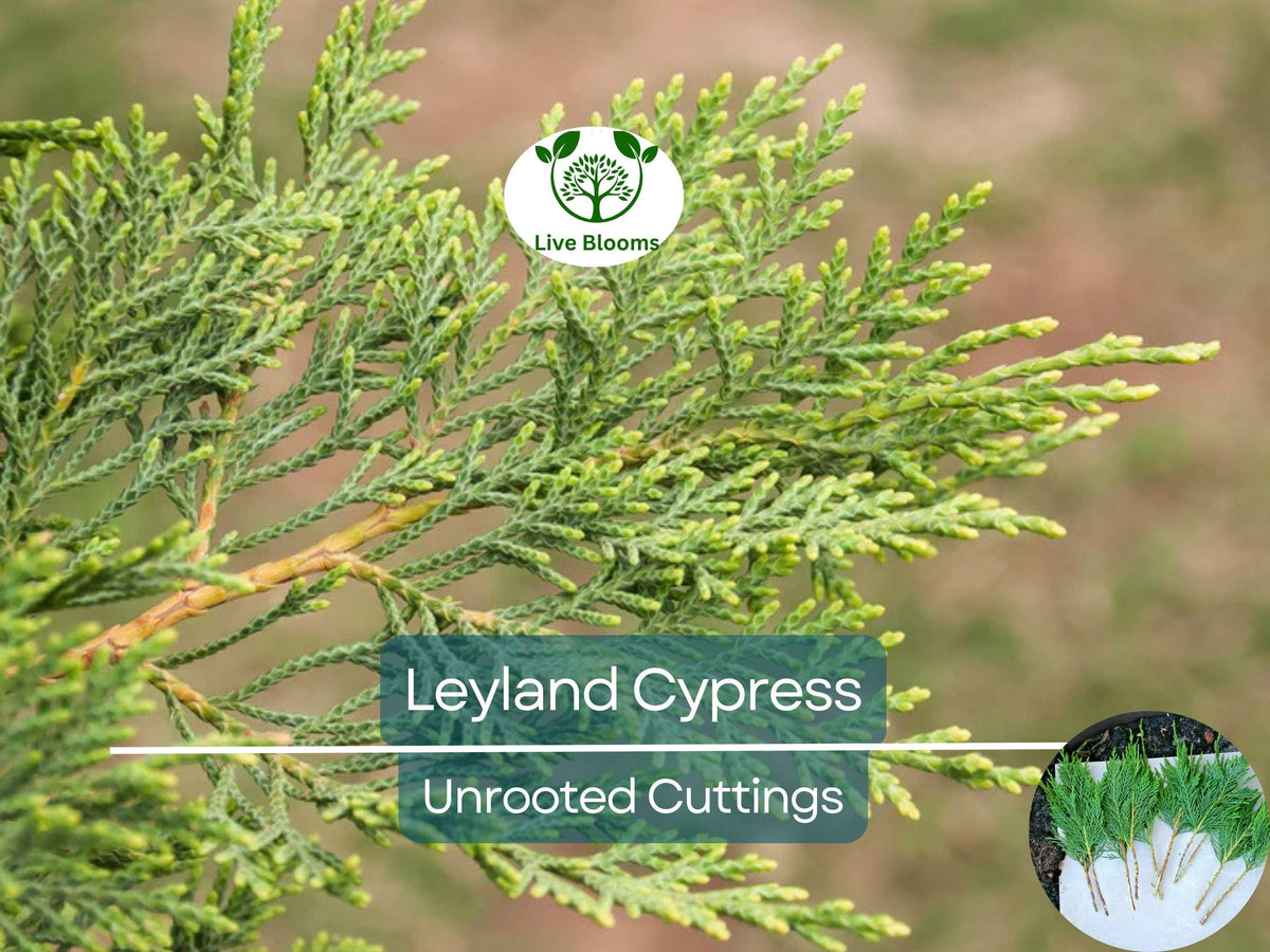 35 Unrooted Cuttings Leyland Cypress 6-8" Fast-Growing Evergreen Cupressocyparis leylandii for Privacy Screen and Hedges
