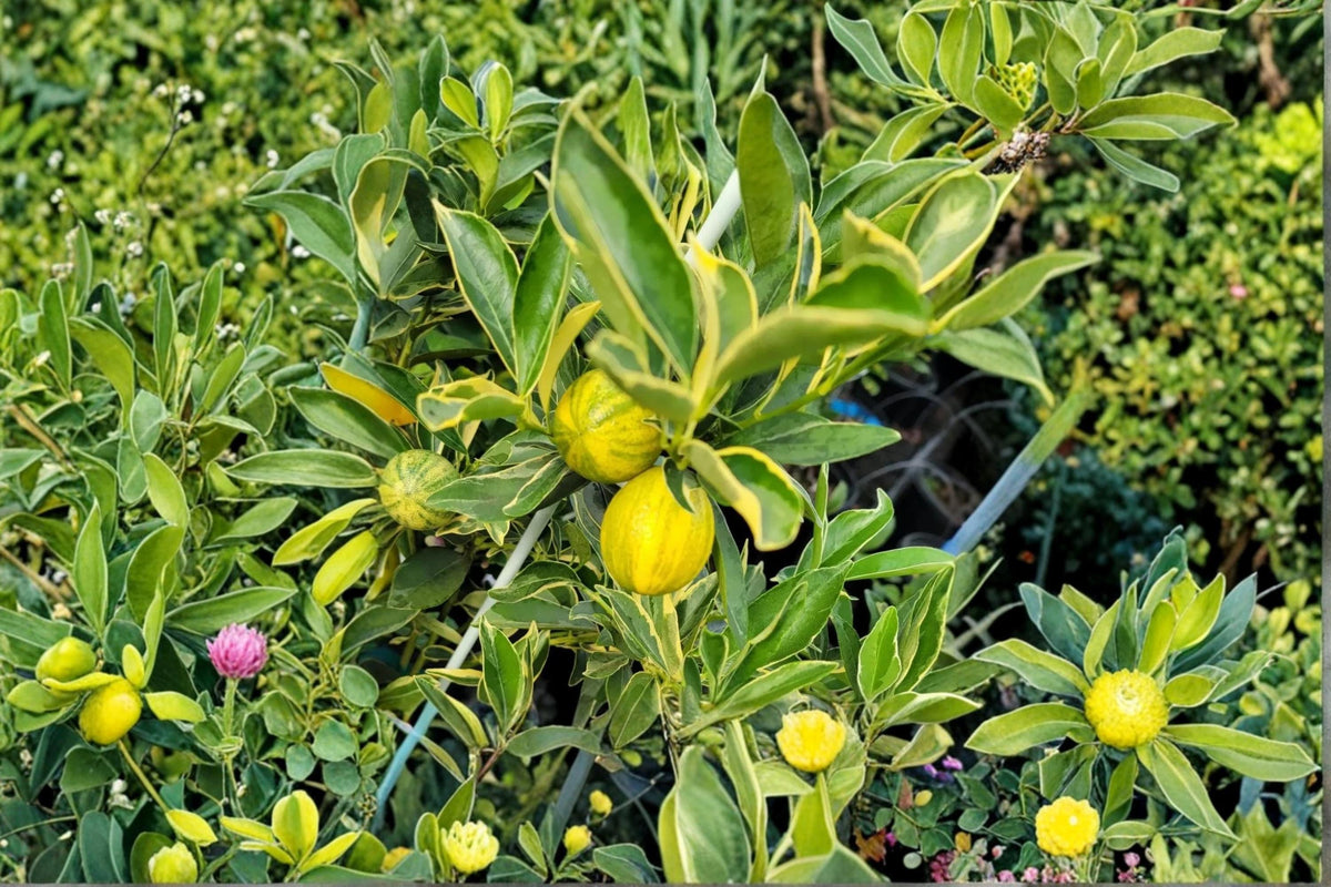 Centennial Variegated Kumquat Live Plant 8-12" Citrus japonica Variegated Citrus Tree with Decorative Foliage and Edible Fruit