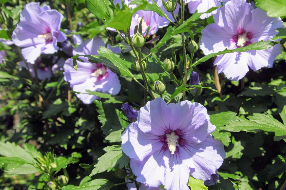 2 Bare Root Live Plants Rose of Sharon Shrubs 10"-18" Hibiscus syriacus - Hardy Flowering Shrubs for Hedges & Borders