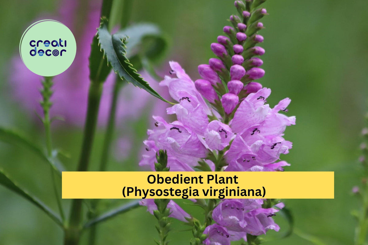 Obedient Plant Bare Roots 30 Pack - Pink-Purple Flowers, Physostegia virginiana, Hardy Perennial for Pollinator Gardens