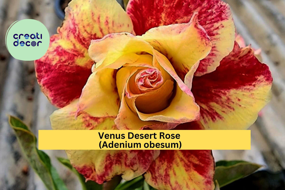 Venus Desert Rose Seedling 4-6" Adenium obesum Mini Succulent Tree with Swollen Trunk, Pink-Red Blooms, Ornamental Houseplant