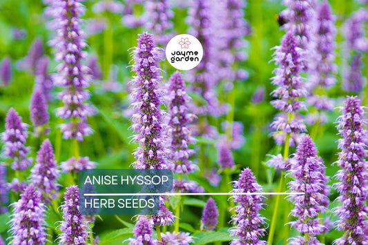 1,000 Anise Hyssop Seeds - Non-GMO Pollinator Plant for Tea & Culinary Use, Agastache foeniculum, USA Seller, Free Shipping