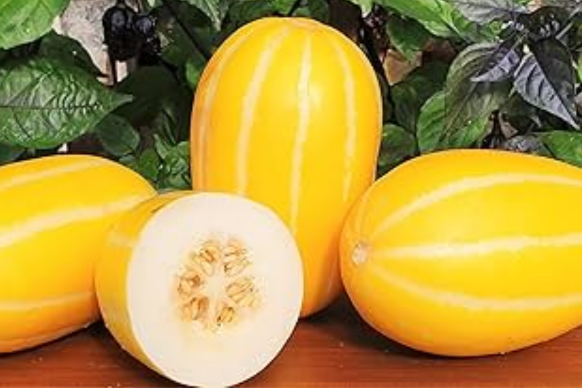 Korean Melon Seeds - 120+ Non-GMO Heirloom Seeds for Sweet Asian Fruit - Cucumis melo var. makuwa - Home Garden Variety