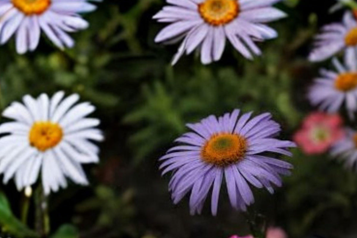 100 Seeds Aromatic Aster Symphyotrichum oblongifolium Native Purple Wildflower Pollinator Perennial Planting Seeds