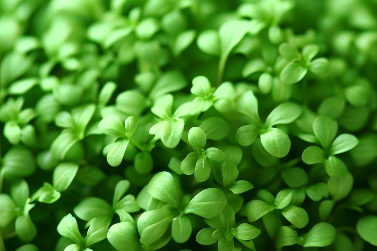 Cress Curled Seeds 1g | Peppery Garden Cress, Fast-Growing Heirloom Greens | Lepidium sativum for Microgreens & Salads