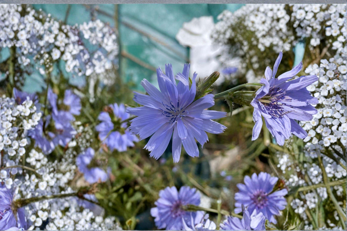 100 Blue Chicory Seeds - Cichorium intybus - Edible Herb - Pollinator Plant - Forage Flower