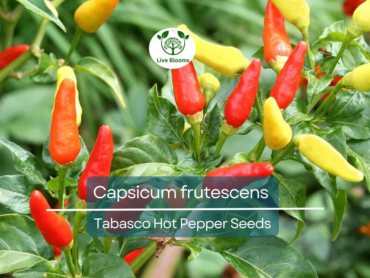 250 mg Tabasco Pepper Seeds - Capsicum frutescens - Heirloom Hot Pepper for Planting, Spicy Cooking & Hot Sauce
