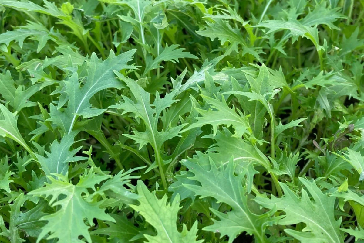 Mizuna Spinach Early Seeds 500mg | Non-GMO Brassica rapa | Nutritious, Fast-Growing Edible Greens for Salads