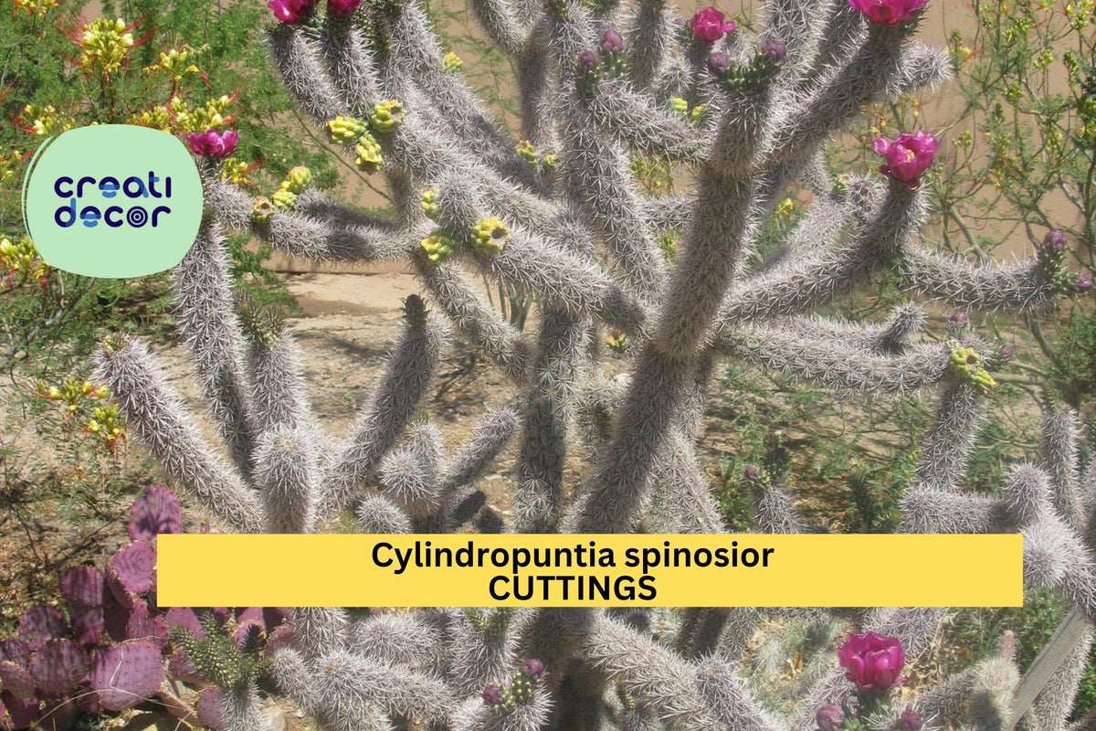 Cane Cholla Cactus Cutting | Unrooted Segment | Cold Hardy | Cylindropuntia spinosior | Drought-Tolerant | Magenta Flowers