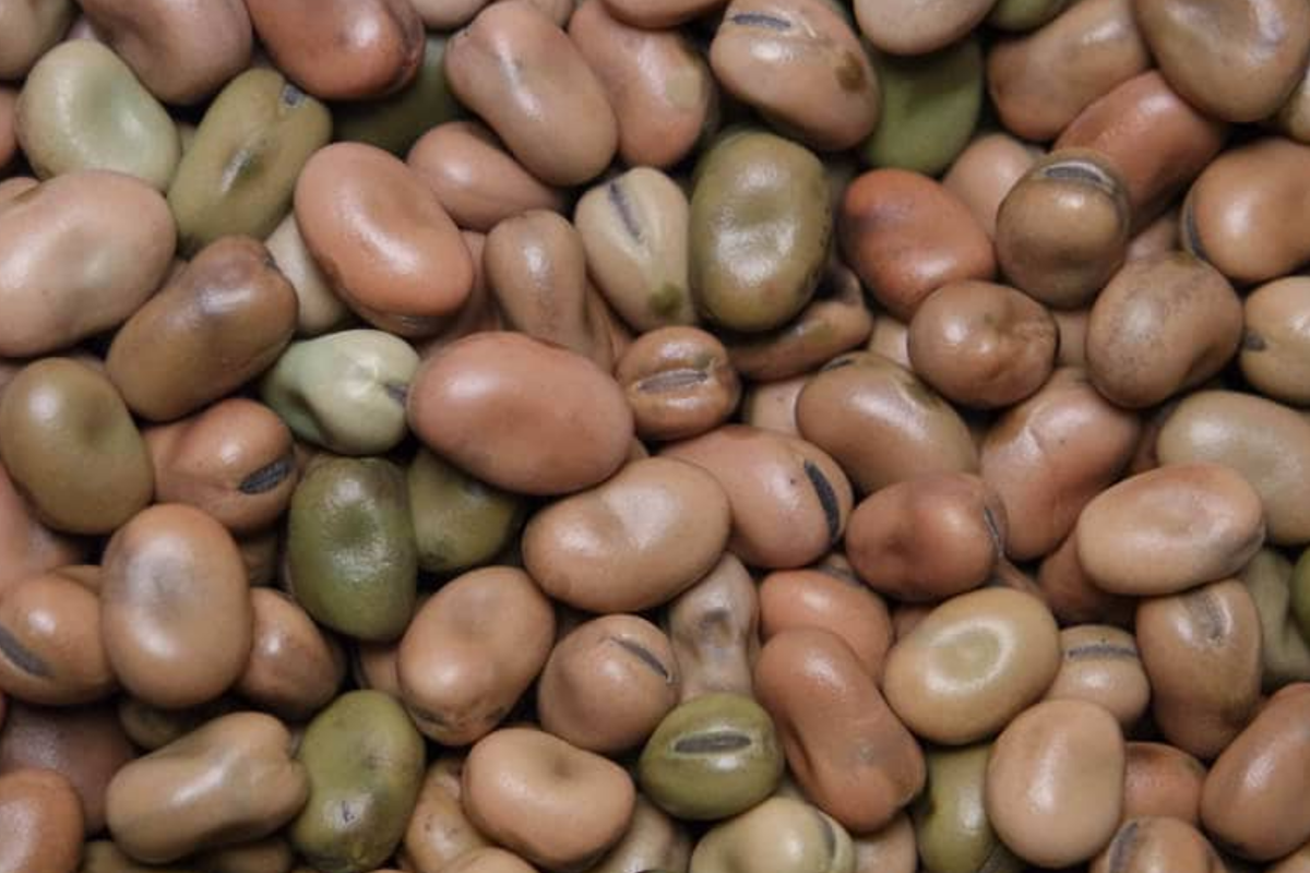 Fava Bean Seeds 5g | Heirloom Vicia faba | Nutritious Cool-Season Vegetable for Planting | Broad Beans