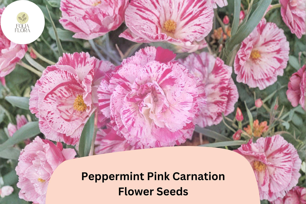 200+ Peppermint Pink Carnation Seeds | Pink Blooms | Dianthus caryophyllus | Easy to Grow for Garden Planting