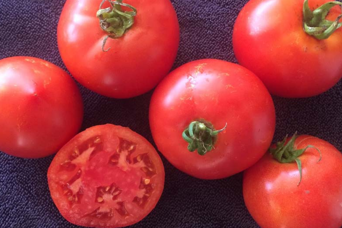 100mg Heirloom Tomato Seeds VR Moscow, Non-GMO, Disease-Resistant, Sweet Flavor, Solanum lycopersicum, High Yield