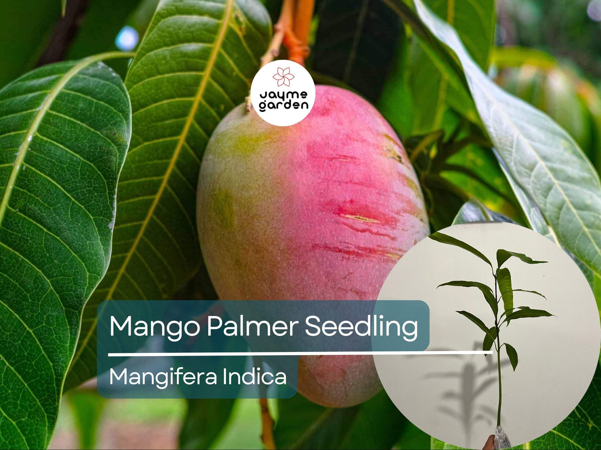 Palmer Mango Seedling 1-2 ft - Mangifera Indica - Tropical Sweet Fruit Plant for Warm Climates - Grown from Seed
