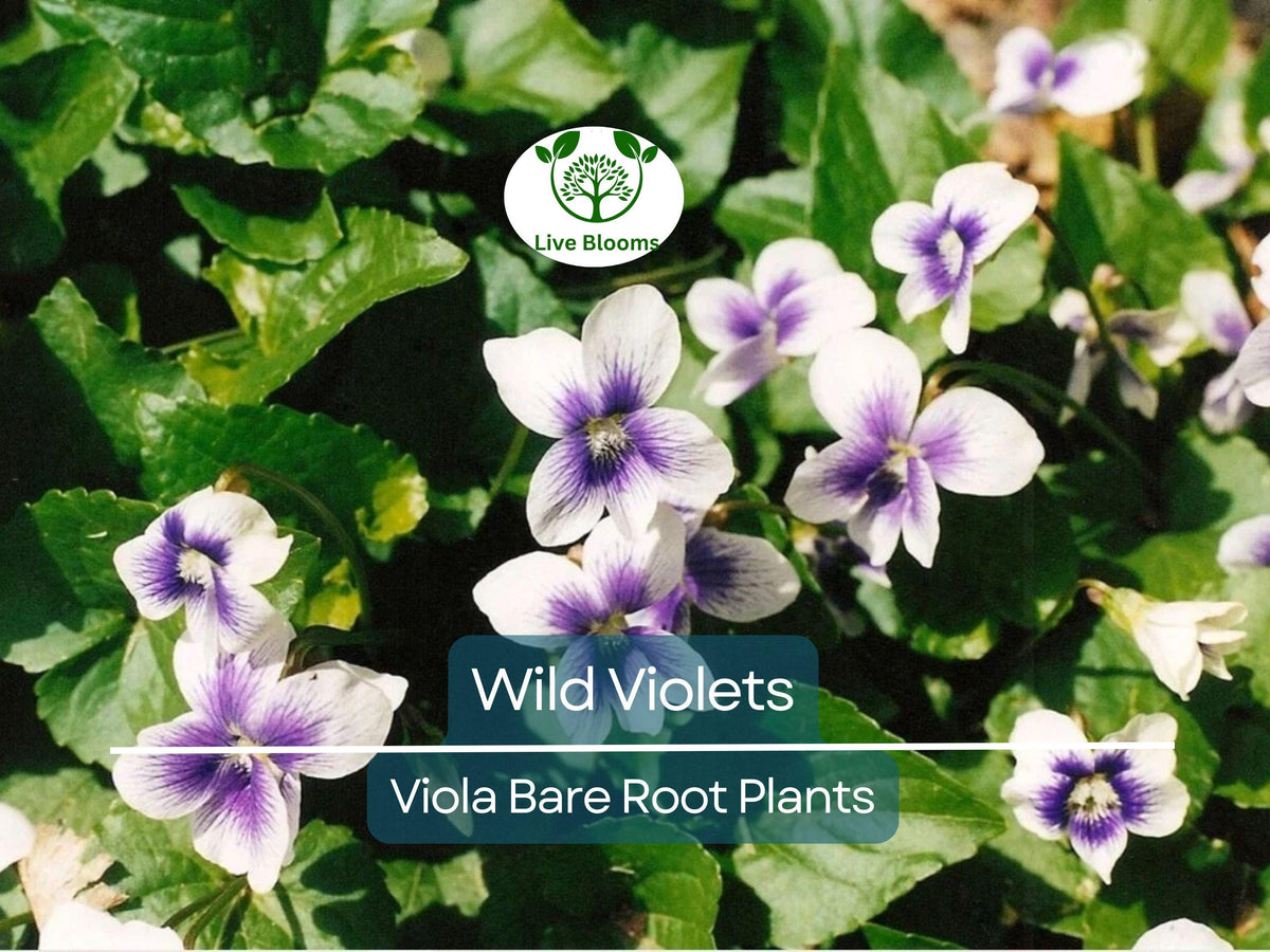 Wild Violets Plants - 10 Bare Root Purple & White Hardy Perennial Flowers - Viola sororia - Shade-Loving Groundcover