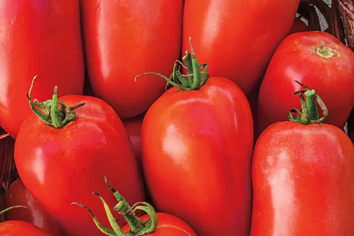Tomato Seeds 100mg Roma Heirloom Non-GMO Solanum lycopersicum for Sauces, Pastes & Canning - High Yield, Compact Growth