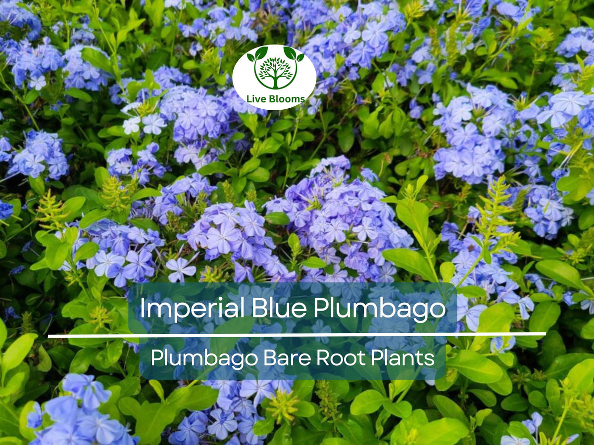 Imperial Blue Plumbago Plants - Live Bare Root Plugs - 2 Fast-Growing Perennials with Blue Blooms - Plumbago auriculata