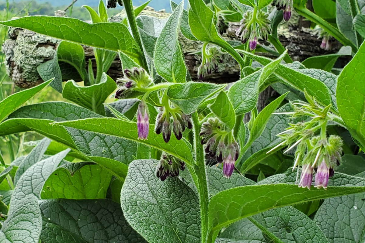 Live Root Cuttings Russian Comfrey Bocking 4 Cultivar - Nutrient-Rich Perennial Herb (Symphytum × uplandicum)