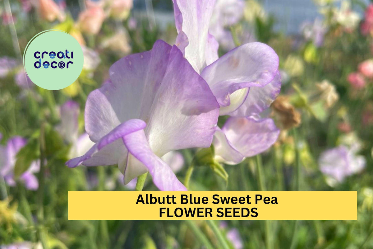50+ Albutt Blue Sweet Pea Seeds - Cream & Lavender Climbing Vines for Garden Trellises - Lathyrus odoratus