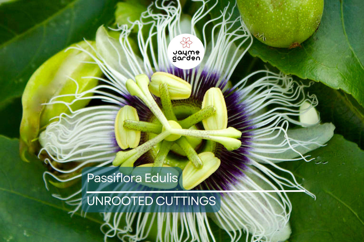 Live Passion Fruit Vine 12” - Passiflora Edulis - Tropical Climbing Plant for Garden or Container - Fast-Growing Exotic Fruit Plant