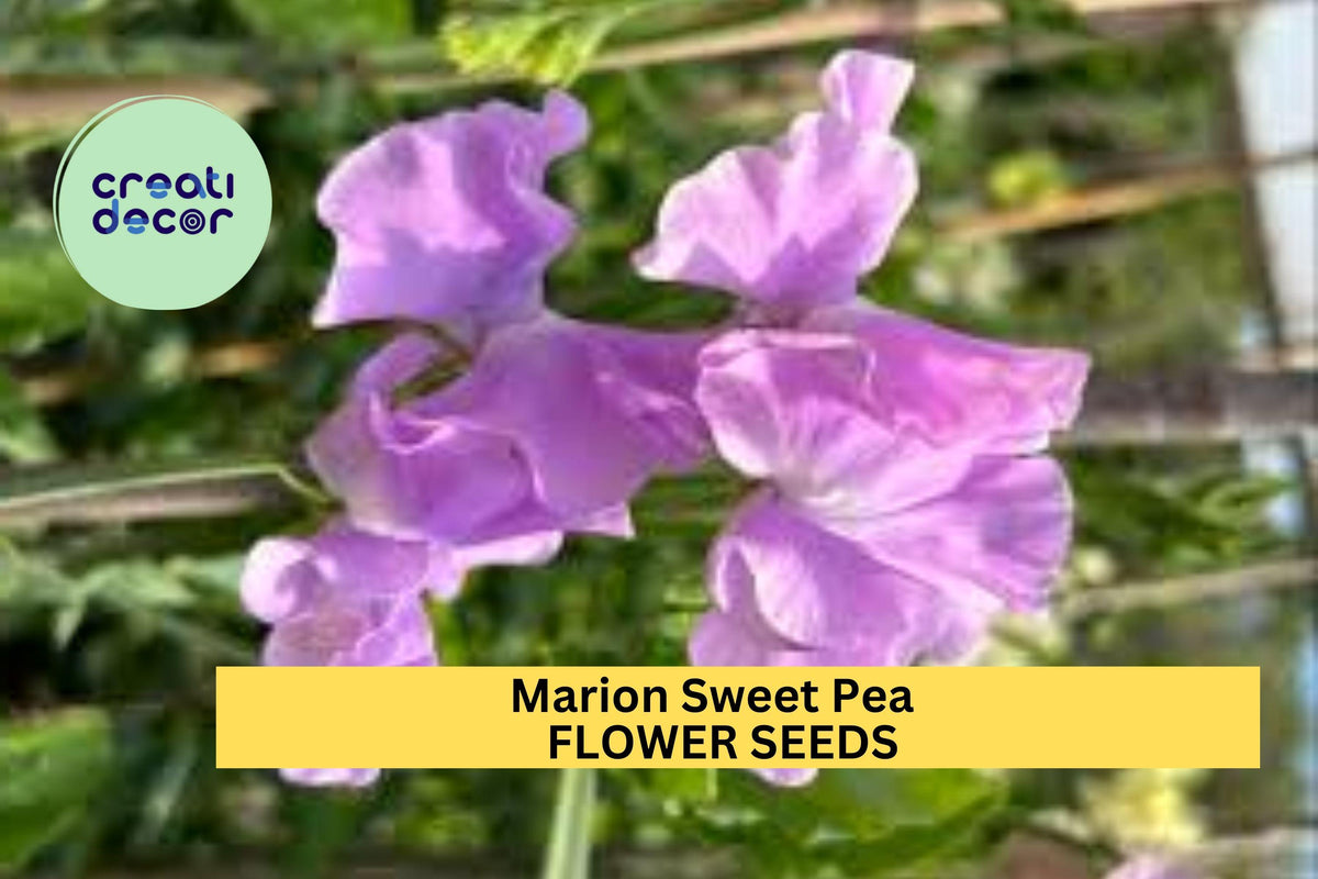 50+ Sweet Pea Seeds - Deep Rose Pink Fragrant Blooms - Lathyrus odoratus - Climbing Vines for Trellises & Cut Flowers