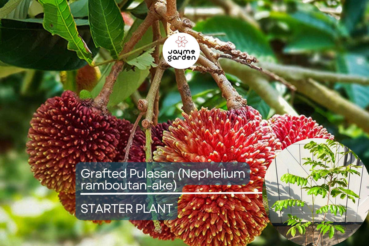 Grafted Pulasan Tree 24"-36" | Nephelium Ramboutan-Ake | Sweet Tropical Fruit | Fast Fruiting Exotic Plant for Gardens