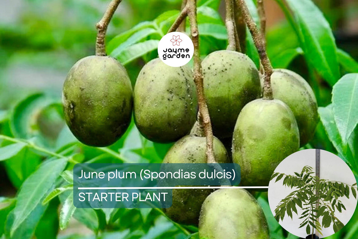 June Plum Tree Starter 12"-24" | Spondias dulcis | Tropical Fruit Tree for Gardens & Patios | Sweet & Tangy Exotic Fruits