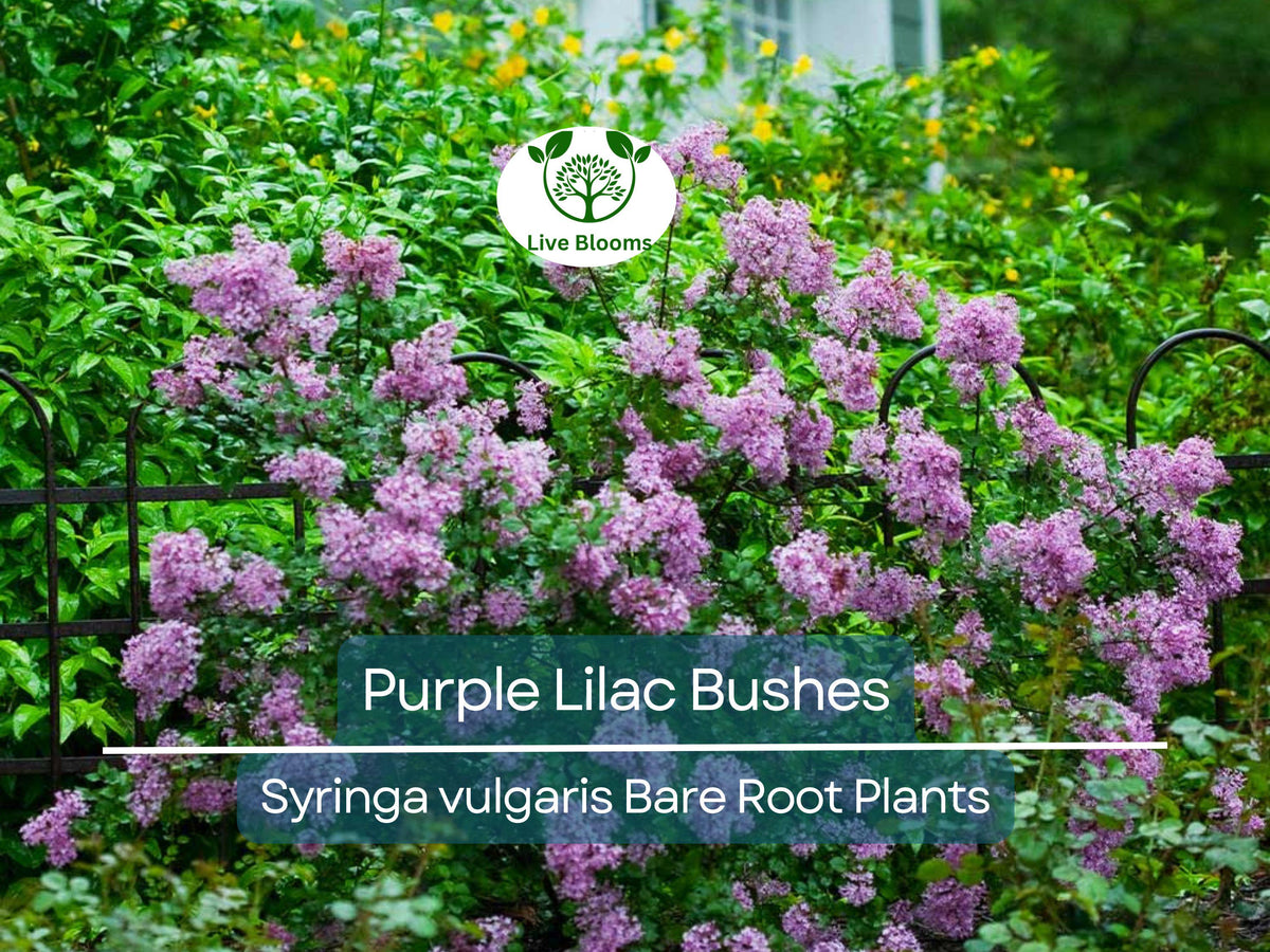 Purple Lilac Bushes - 5 Bare Root Shrubs - Fragrant Heirloom Plants for Borders and Hedges - Syringa vulgaris