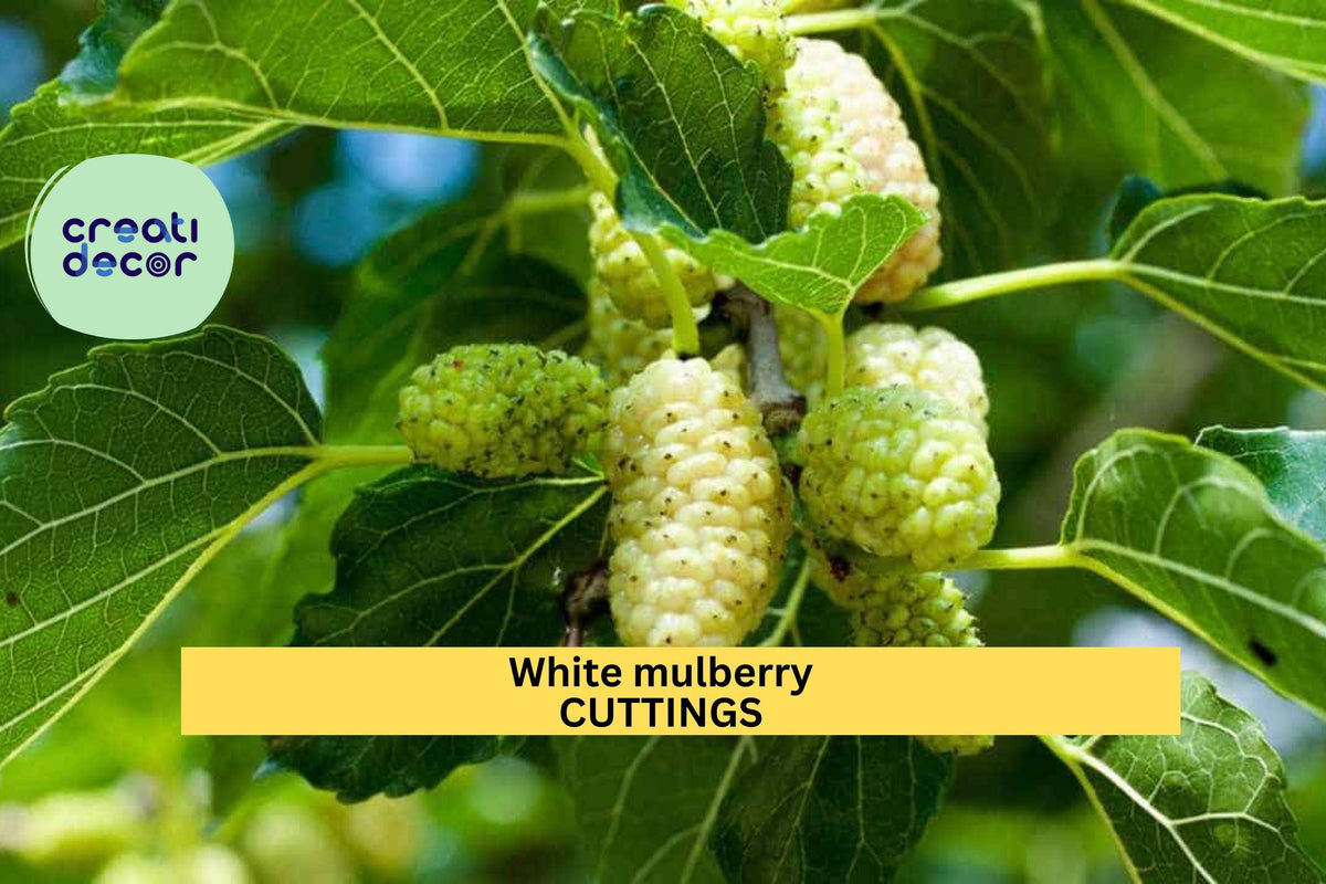 15 White Mulberry Cuttings | 6–8" Organic Morus Alba | Cold Hardy Fruit Tree | Sweet Berries for Edible Landscaping
