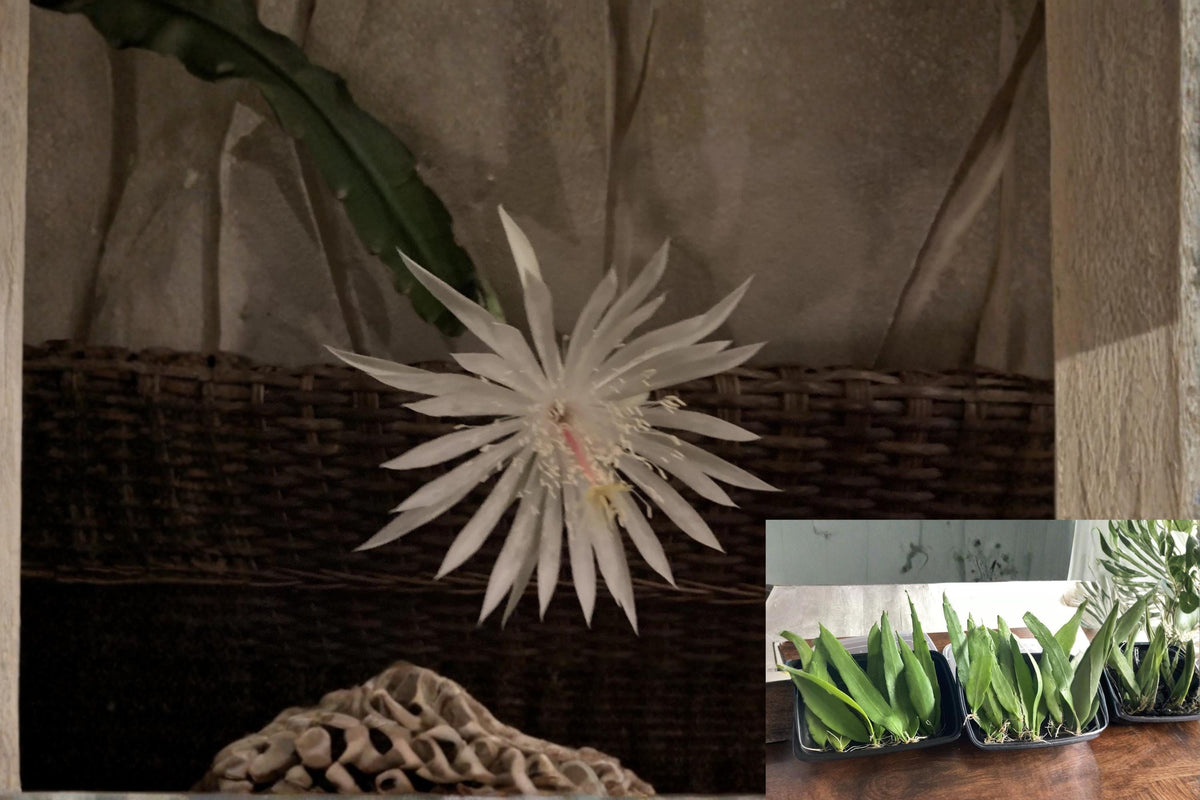 Queen of the Night Plant 4 Rooted Cuttings Epiphyllum oxypetalum Fragrant Night-Blooming Orchid Cactus