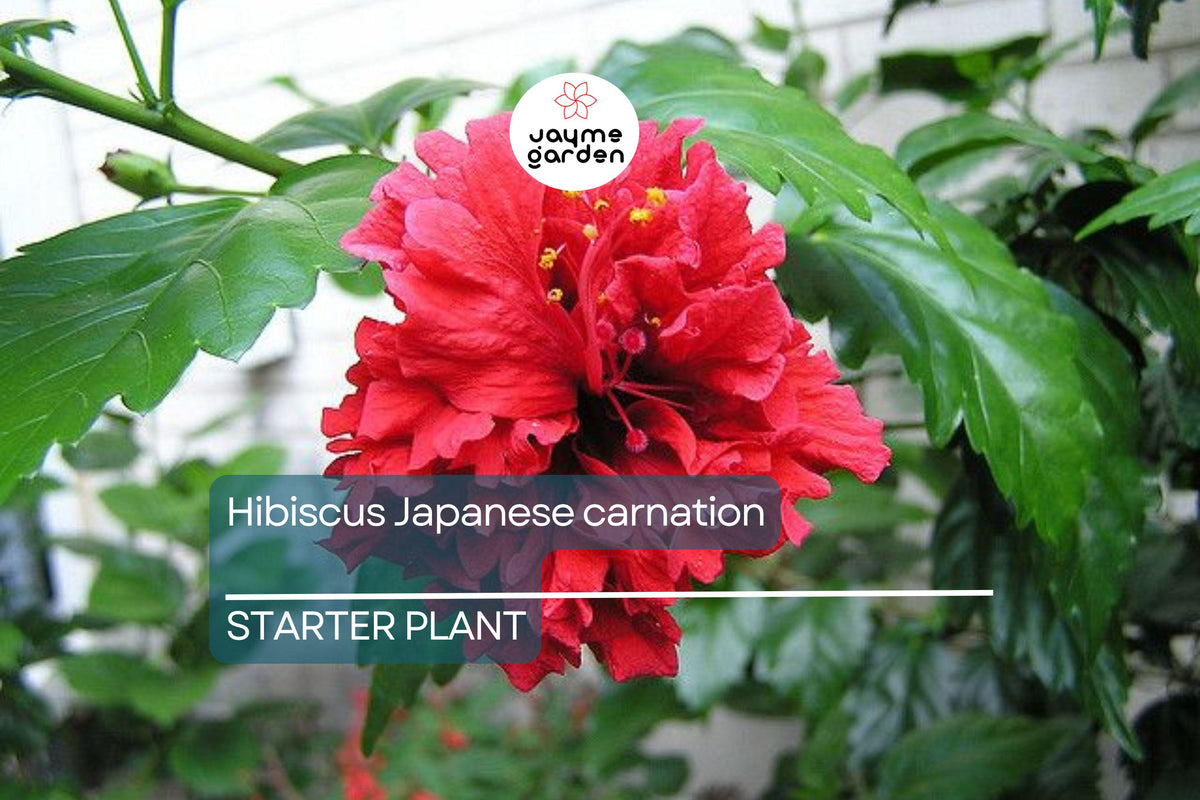 Japanese Carnation Starter Plant - Compact Fragrant Flowers, Dianthus chinensis, Ideal for Borders & Containers, Easy Care