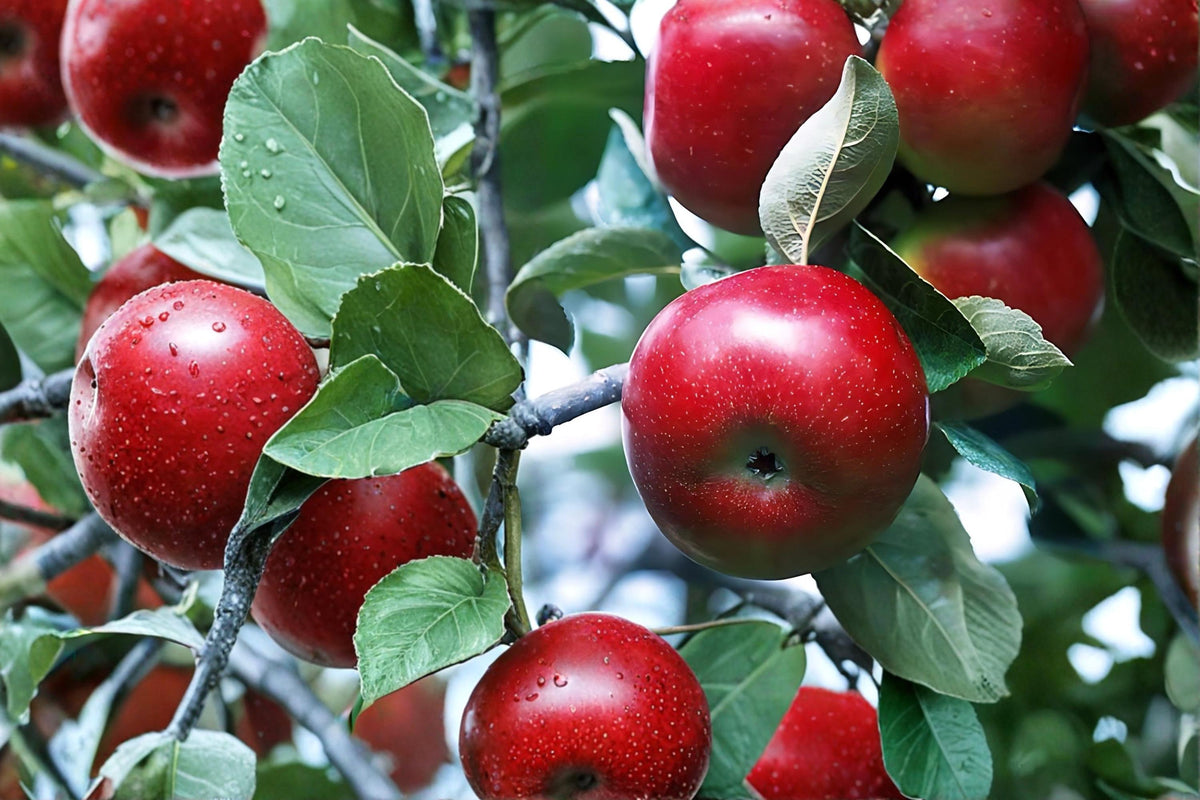 Red Delicious Apple Tree 2ft Live Plant Bare Root Malus domestica Fruit Tree with Deep Red Apples and Spring Blossoms
