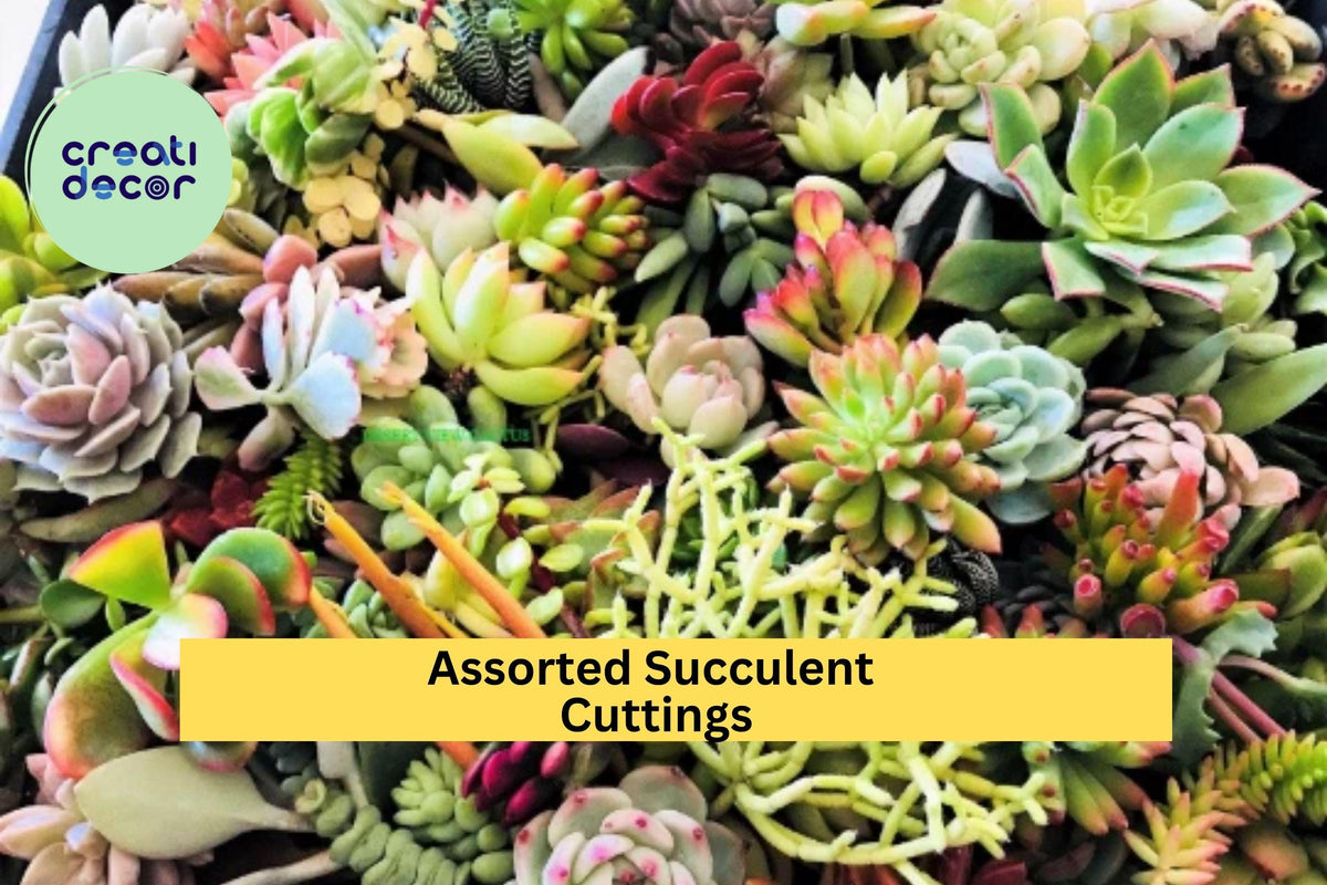 Assorted Succulent Cuttings - 10 Live Clippings for Terrariums & Fairy Gardens - Echeveria, Sedum, Crassula, Graptosedum