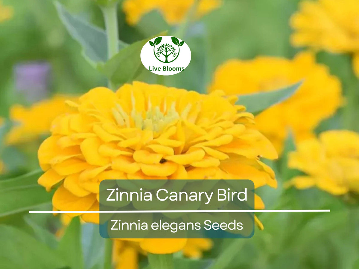 200 Zinnia Seeds - Canary Bird Double Blooms - Non-GMO Yellow Flowers - Zinnia elegans - Attracts Butterflies, Easy to Grow