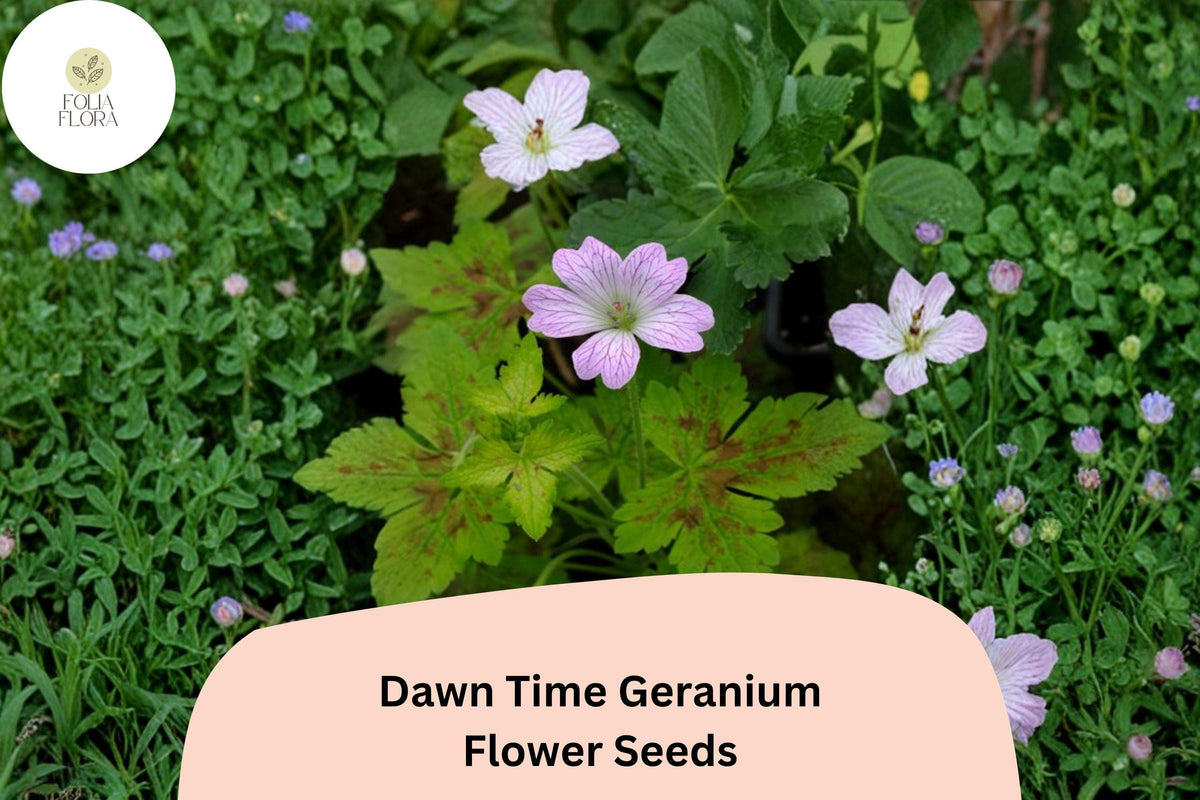 Dawn Time Geranium Seeds | 25+ Pink-Purple Hardy Cranesbill | Geranium ‘Dawn Time’ | Long Blooming Perennial Ground Cover