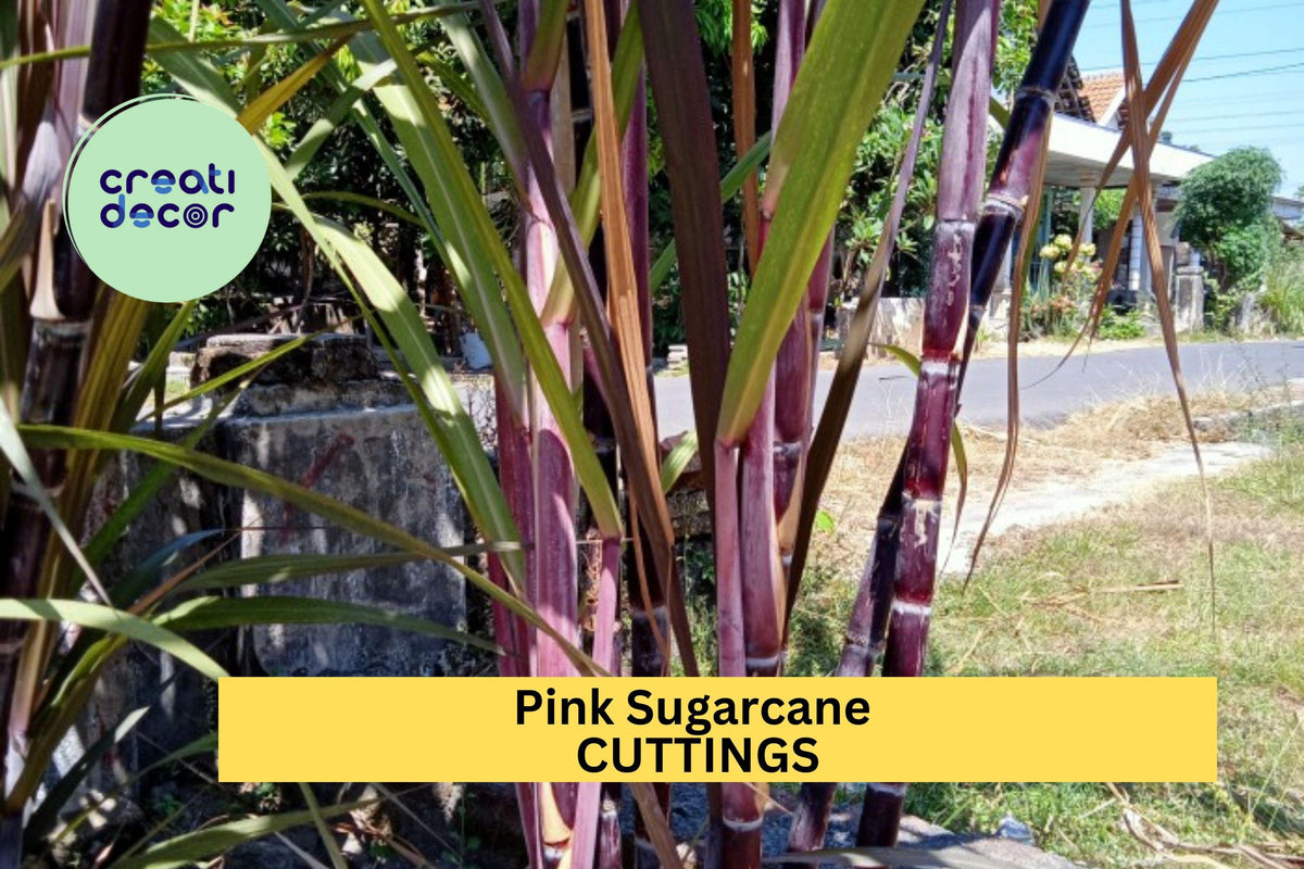 2 Fresh Red Sugarcane Cuttings - Organic Heirloom Saccharum Officinarum - Non-GMO Tropical Plant for Garden or Propagation