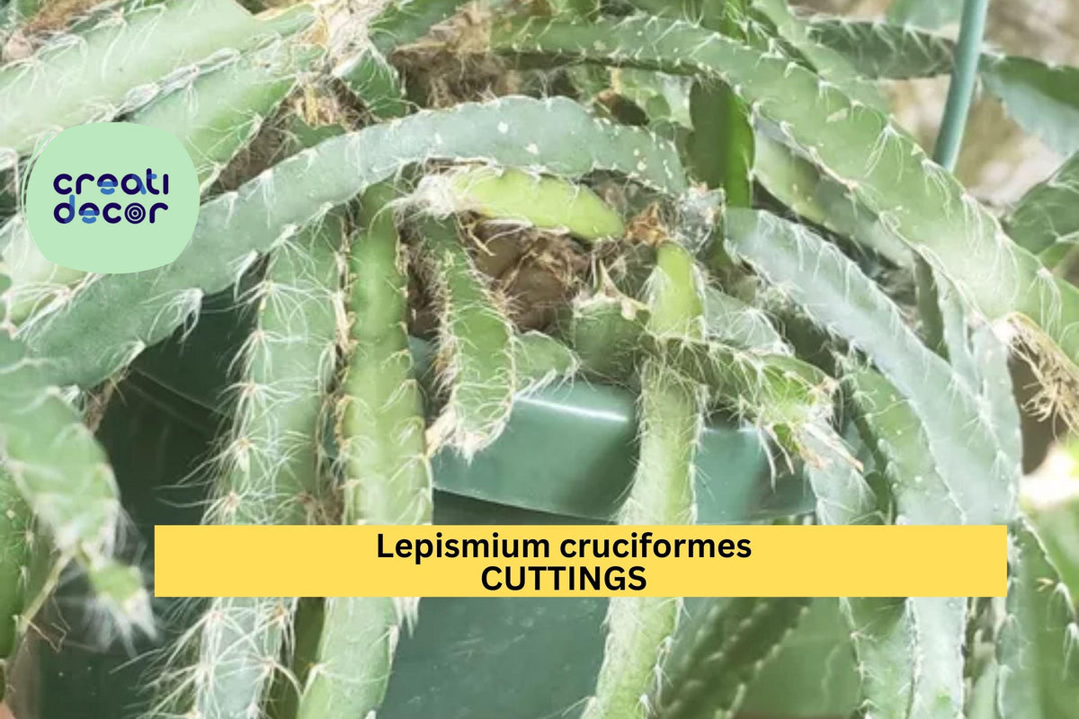 4 Lepismium Cruciforme Cuttings | 4" Trailing Cactus | White Blooming Tropical Houseplant | Epiphytic Cactus Starter