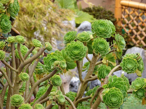 10 Aeonium Succulent Cuttings | 3”+ Large Rosettes | Live Unrooted Plants | Rare Varieties | Drought-Tolerant