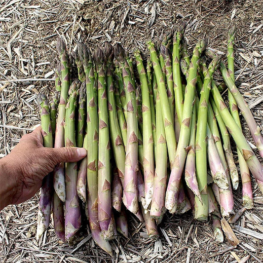 10 Bare Root Asparagus Crowns | 2-Year Millennium Variety | Non-GMO Heirloom | Perennial Vegetable Garden Starter