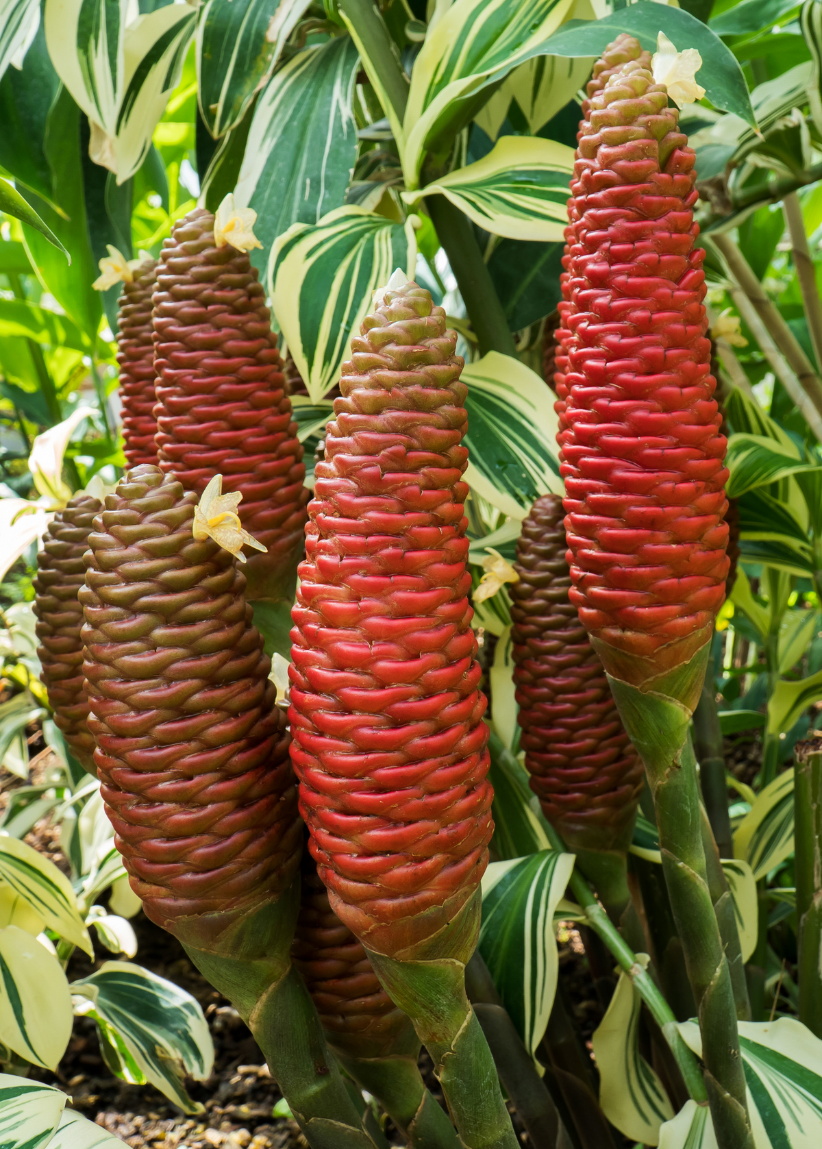 Awapuhi Shampoo Ginger Plant - Natural Hair Care, Ornamental Beauty - Zingiber zerumbet