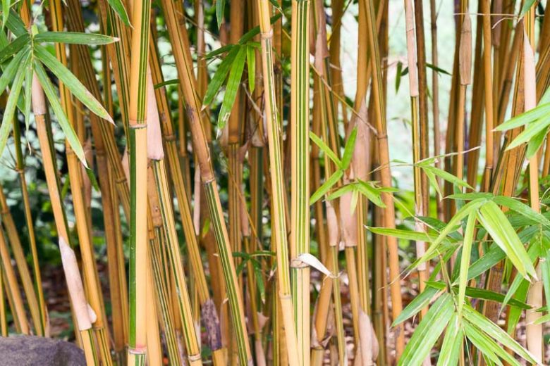 Golden Hedge Bamboo Division | Bambusa Alphonse Karr | Non-Invasive Clumping Plant for Privacy Screens and Gardens