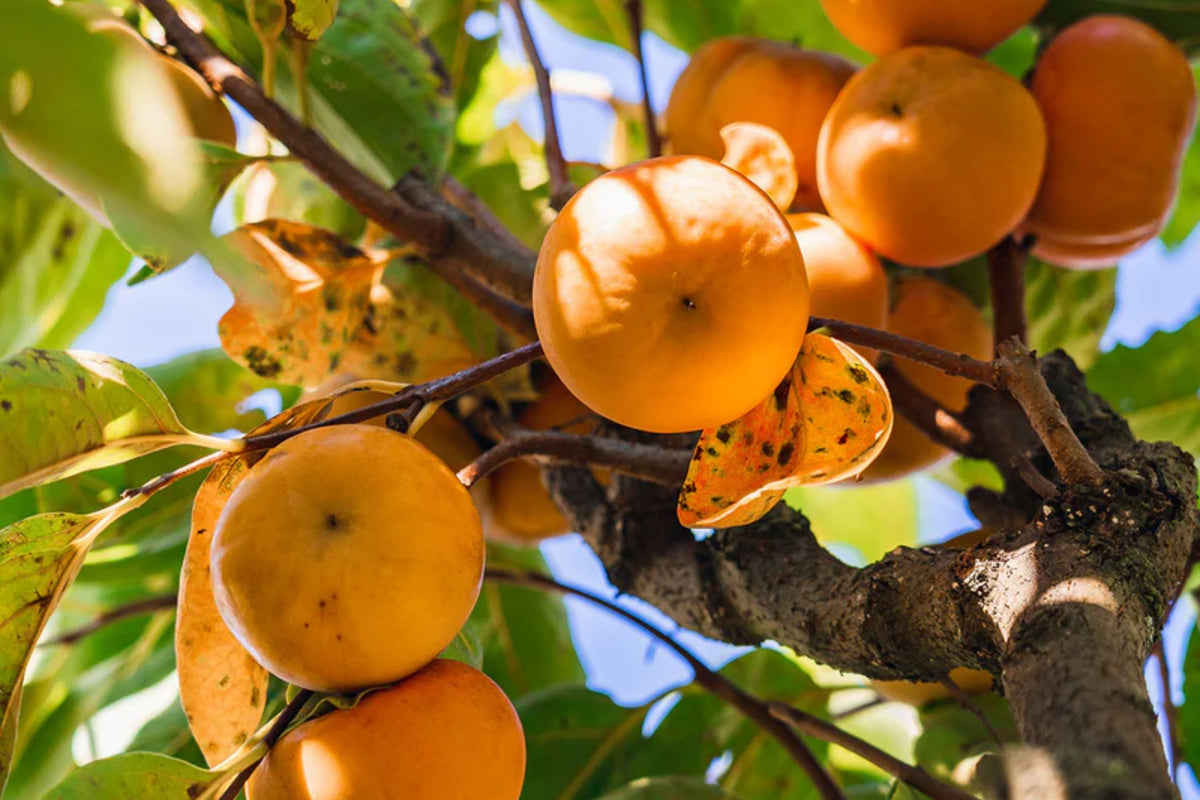 Fuyu Persimmon Tree - 1 Live Bareroot Tree - Diospyros kaki Non-Astringent Sweet Fruit for Home Orchard