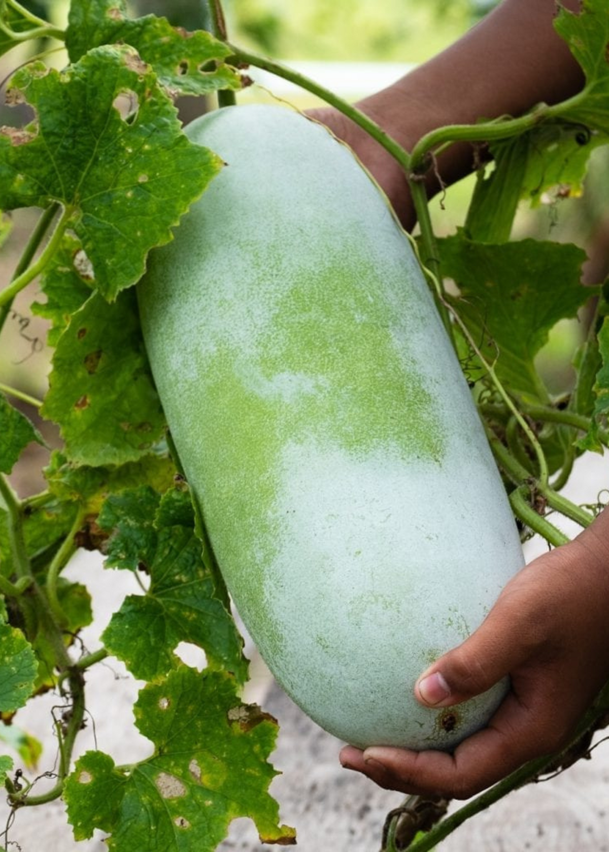 Winter Melon Plant - Live Seedling - Benincasa Hispida - Ash Gourd - Wax Gourd - White Pumpkin