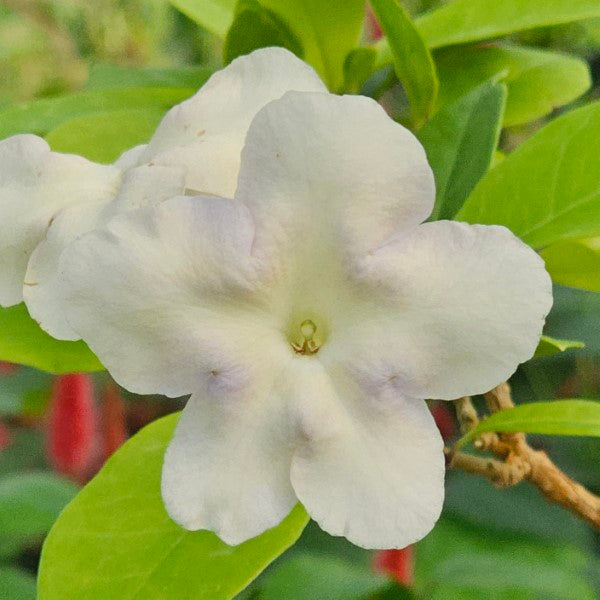 3 Bare Root Lady of the Night Plants, Brunfelsia americana, Fragrant Tropical Shrub, White Night-Blooming Flowers