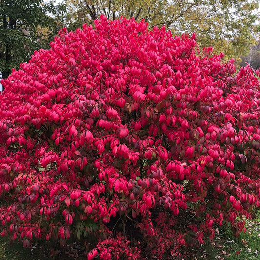 10 Burning Bush Cuttings – Euonymus alatus Hardwood Unrooted, Brilliant Red Fall Color, Cold Hardy Ornamental Shrub