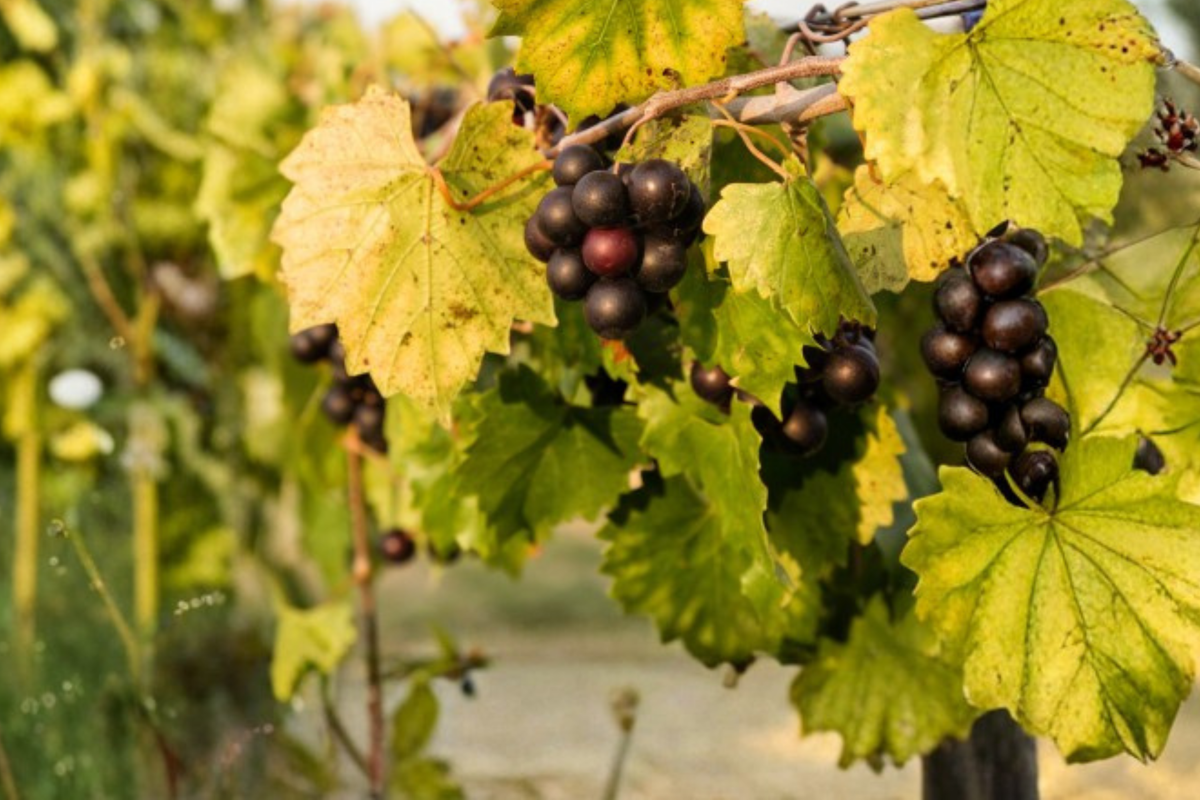 Siebel 9110 Grape Vine Live Plant 3 Gal - Sweet Juicy Hybrid Fruit Vine for Home Vineyard and Garden Trellis