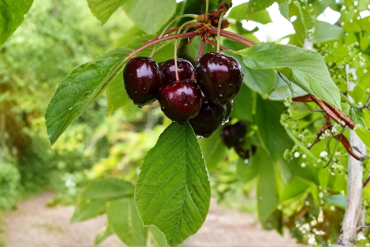 Black Pearl Cherry Tree Live Plant 4-6 Ft Sweet Cherry Tree (Prunus avium) for Home Garden Orchard Fruit Growing