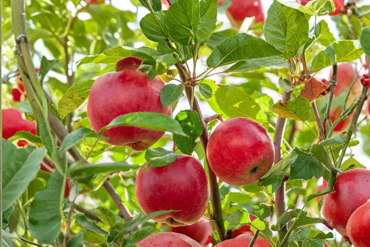 Pink Lady Apple Tree 4-6 FT Live Plant | Crisp Sweet Fruit | Malus domestica | Backyard Orchard Ideal