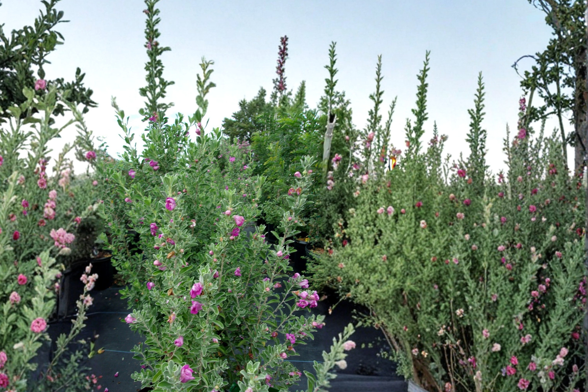 Purple Texas Sage Live Plant 2-3 ft Evergreen Shrub with Purple Blooms, Silver Foliage - Leucophyllum frutescens