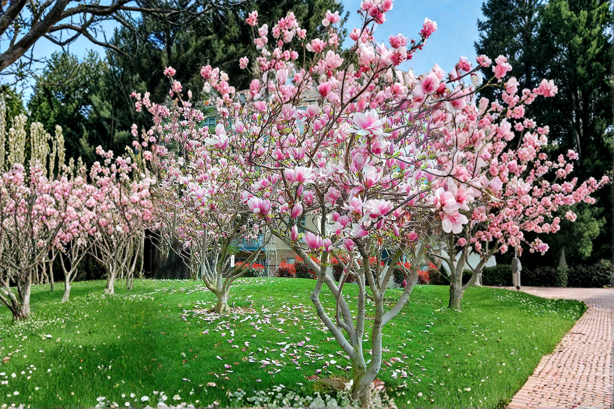 Pink Japanese Magnolia Tree 4-5 ft Live Plant in 5 Gal - Magnolia liliiflora Flowering Ornamental Tree for Garden Landscape