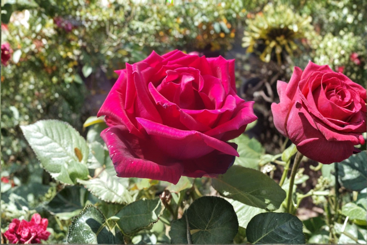 Traviata Red Hybrid Tea Rose 1 Gal Live Plant - Fragrant Double Bloom Rose Bush - Rosa spp. for Garden Landscape